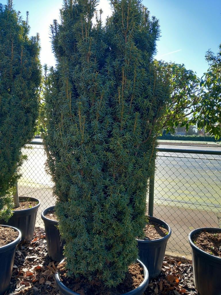 Tuinplanten, Ophalen, Laurier, Haag, 250 cm of meer