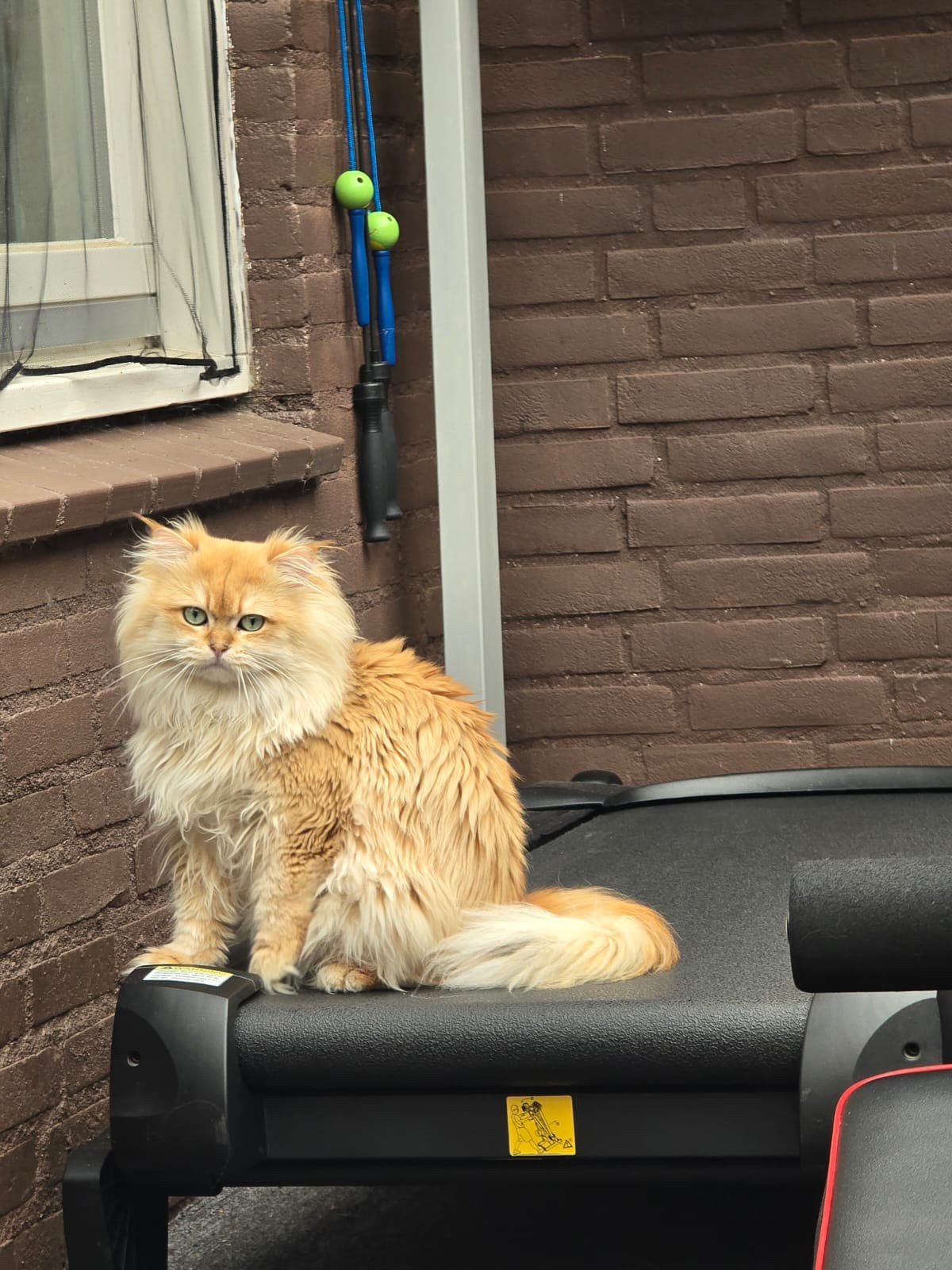 Dekkater Brits langhaar Golden Shaded, 0 tot 2 jaar