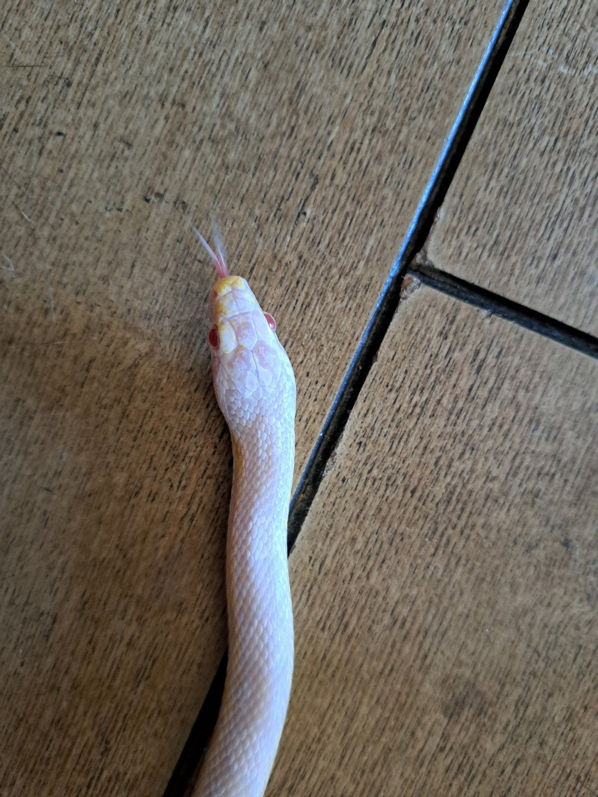 korenslang Corn Snake photo 2