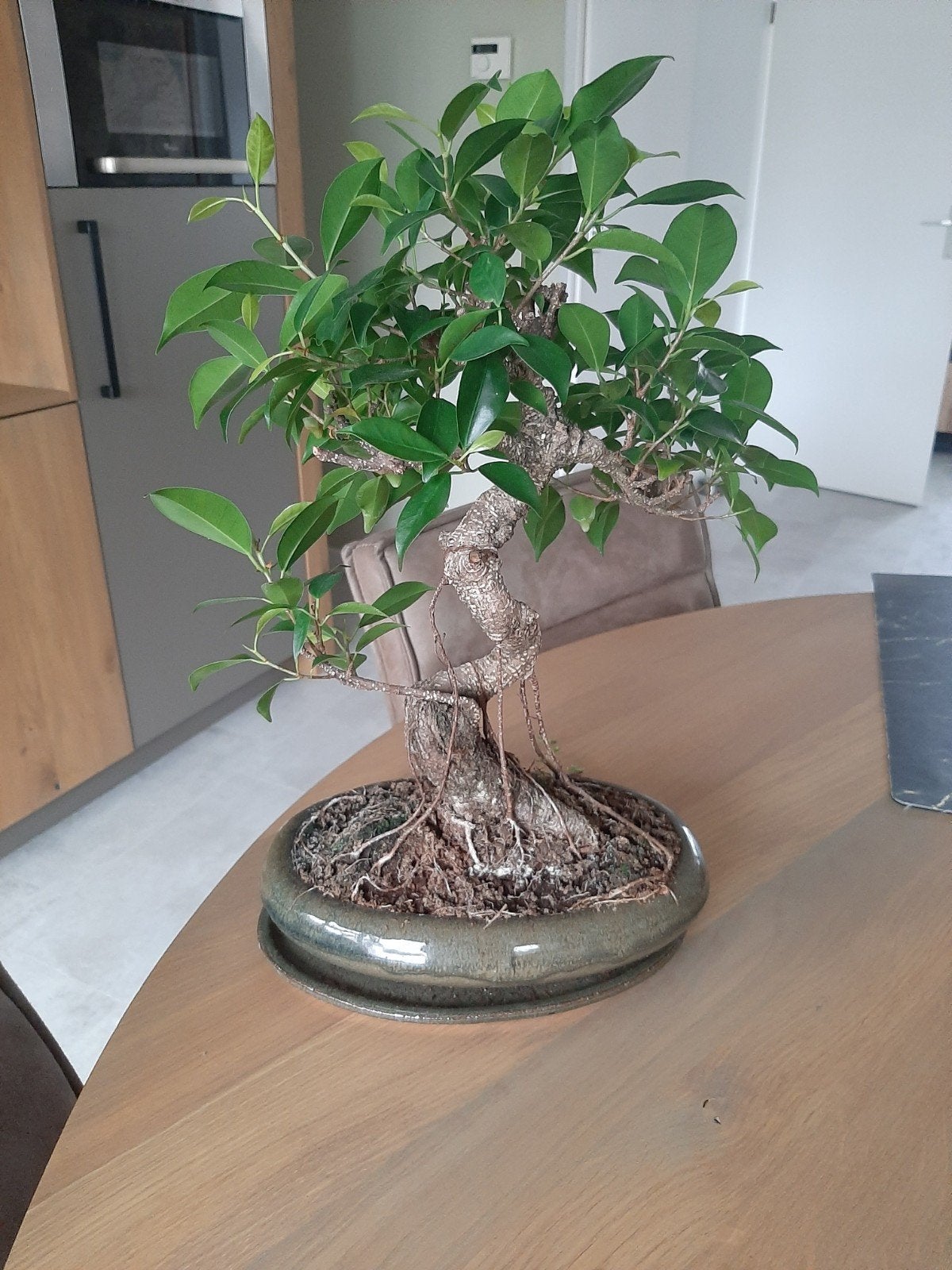 Ficus Bonsai Boompje met Pot en Schaaltje, Ophalen, Groen, Zo goed als nieuw, Japandi