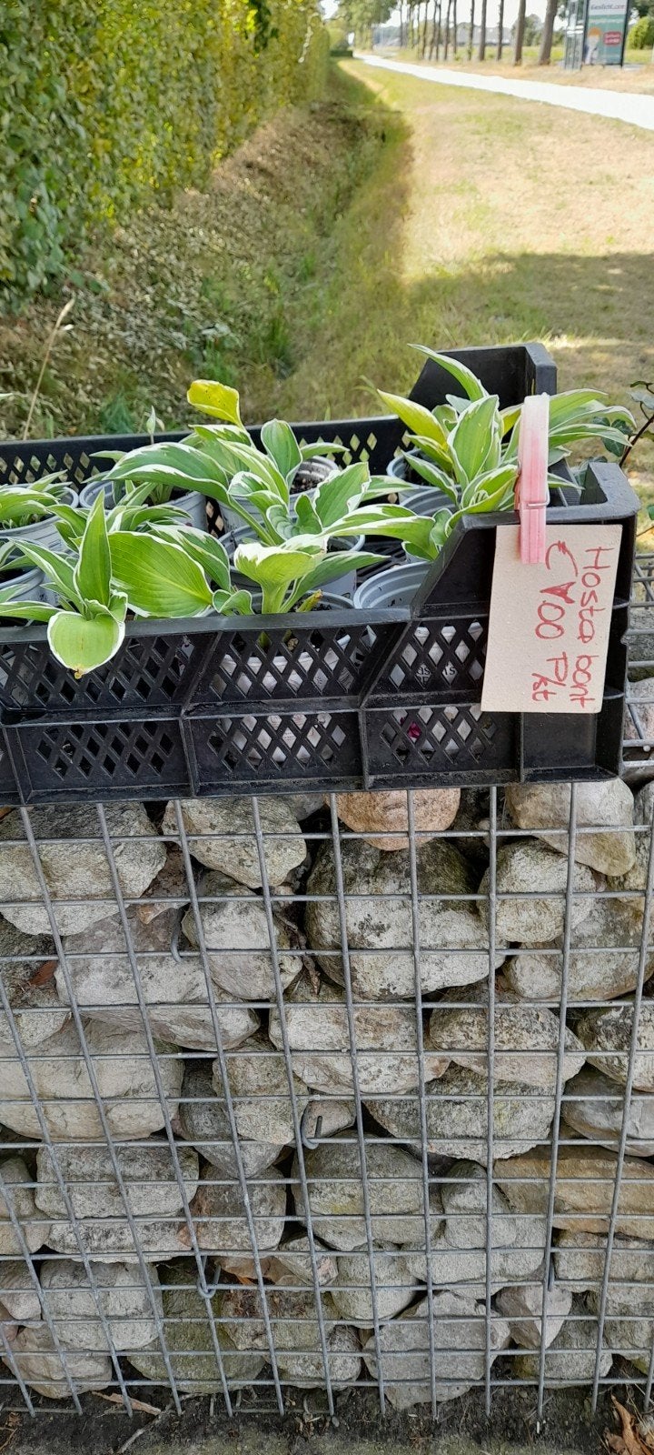 Hosta plant, bontbladige., Ophalen, Overige soorten, Halfschaduw