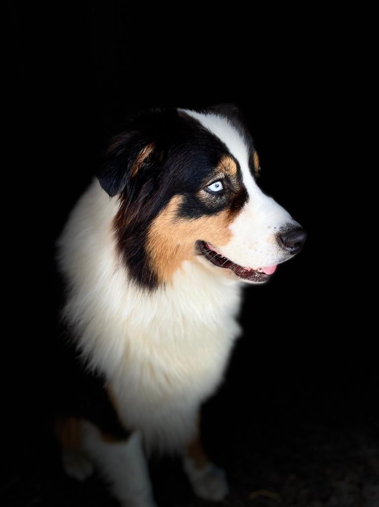 Australian Shepherd met blauwe ogen, Dieren en Toebehoren, Parvo, Reu, Eén hond, 3 tot 5 jaar