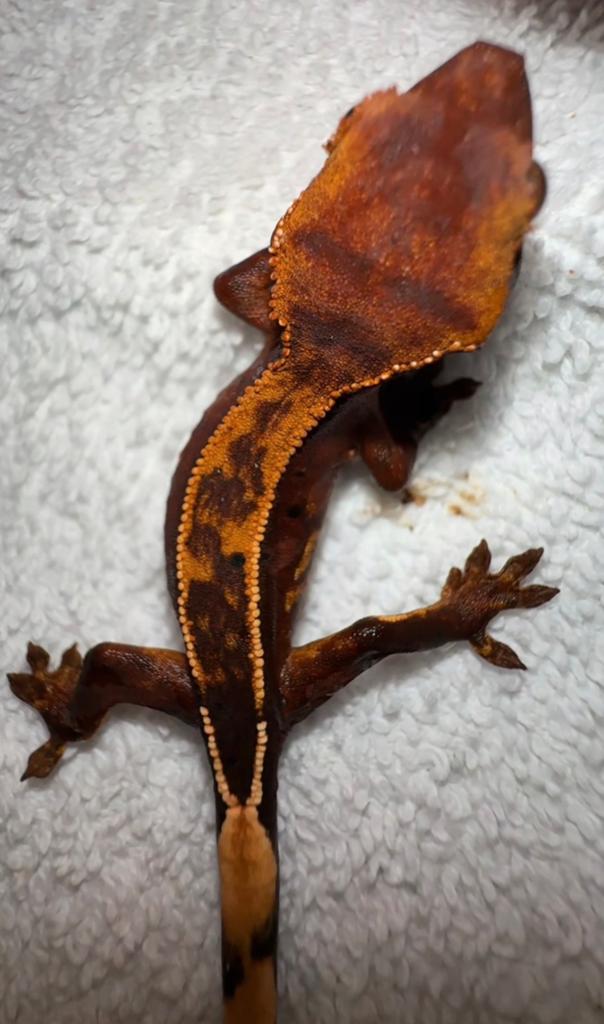 Wimpergekko baby Crested Gecko - unknown for sale from CrestieDragons