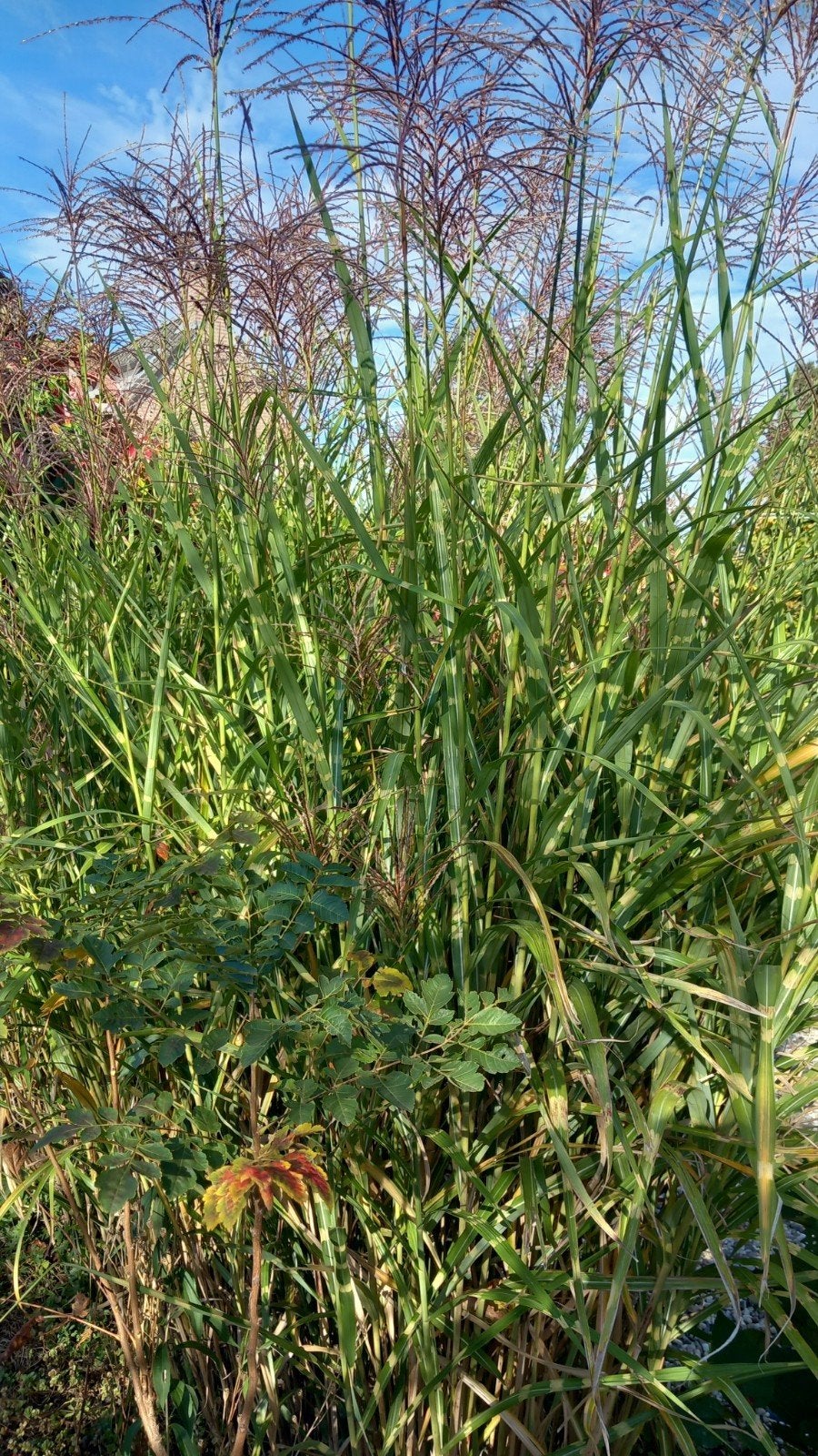 Mooie pollen siergras, nu in bloei, Ophalen