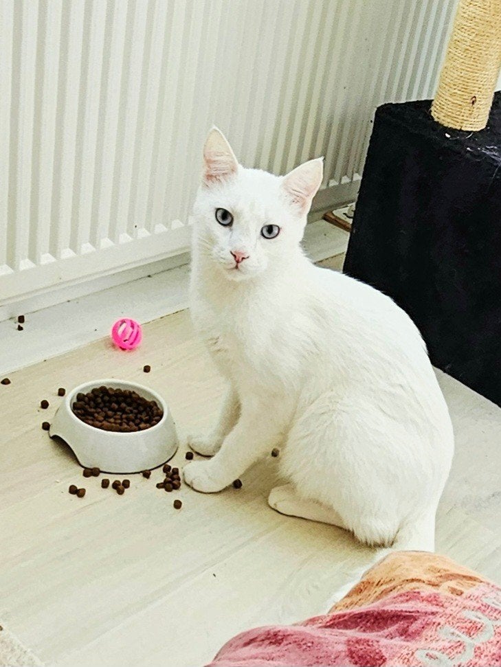 Zeer aanhankelijk kater kitten, gecastr./ingeent/chip/getest, Dieren en Toebehoren, Kater, Kortharig, 0 tot 2 jaar