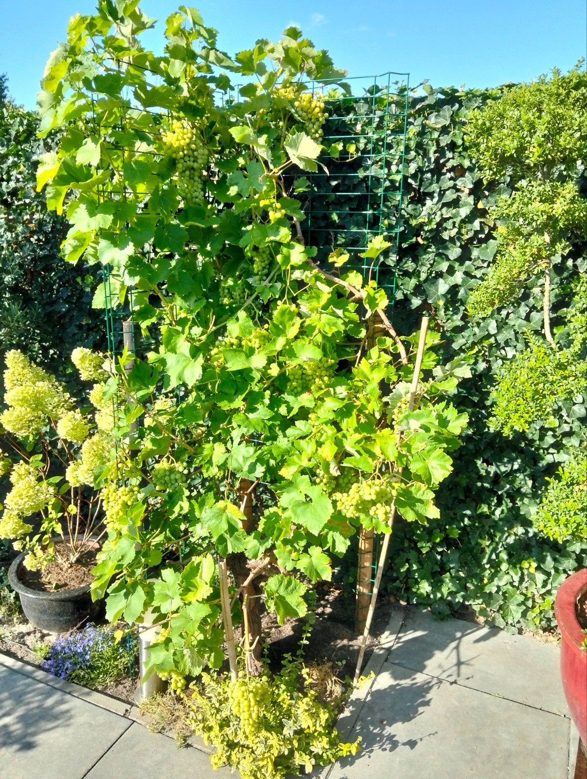 Witte druivenplant met veel trossen, Volle zon, Vaste plant, Ophalen of Verzenden, Zomer