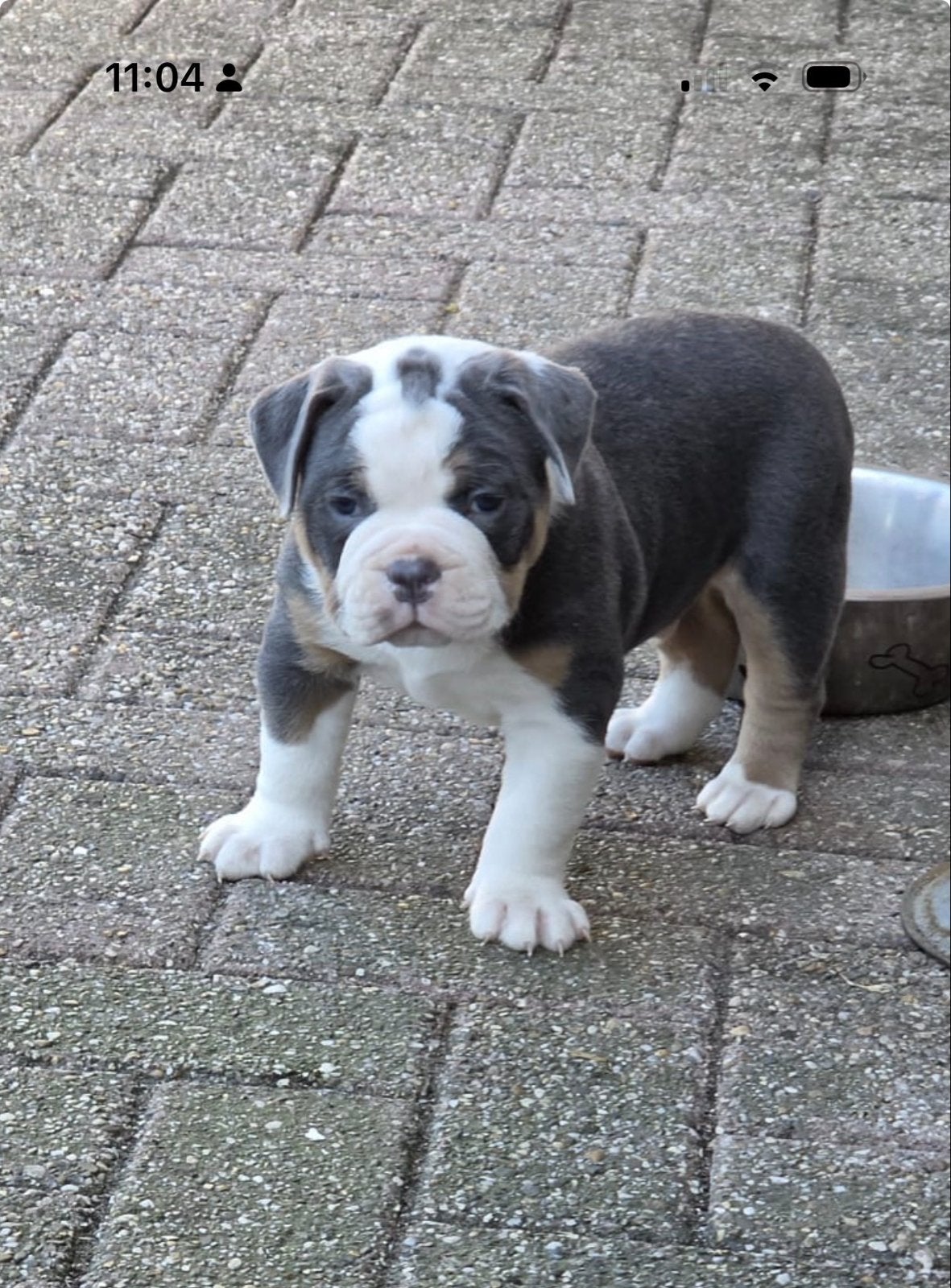 Knappe old english bulldog pups, Dieren en Toebehoren, Honden | Bulldogs, Pinschers en Molossers, 8 tot 15 weken, Parvo, Bulldog