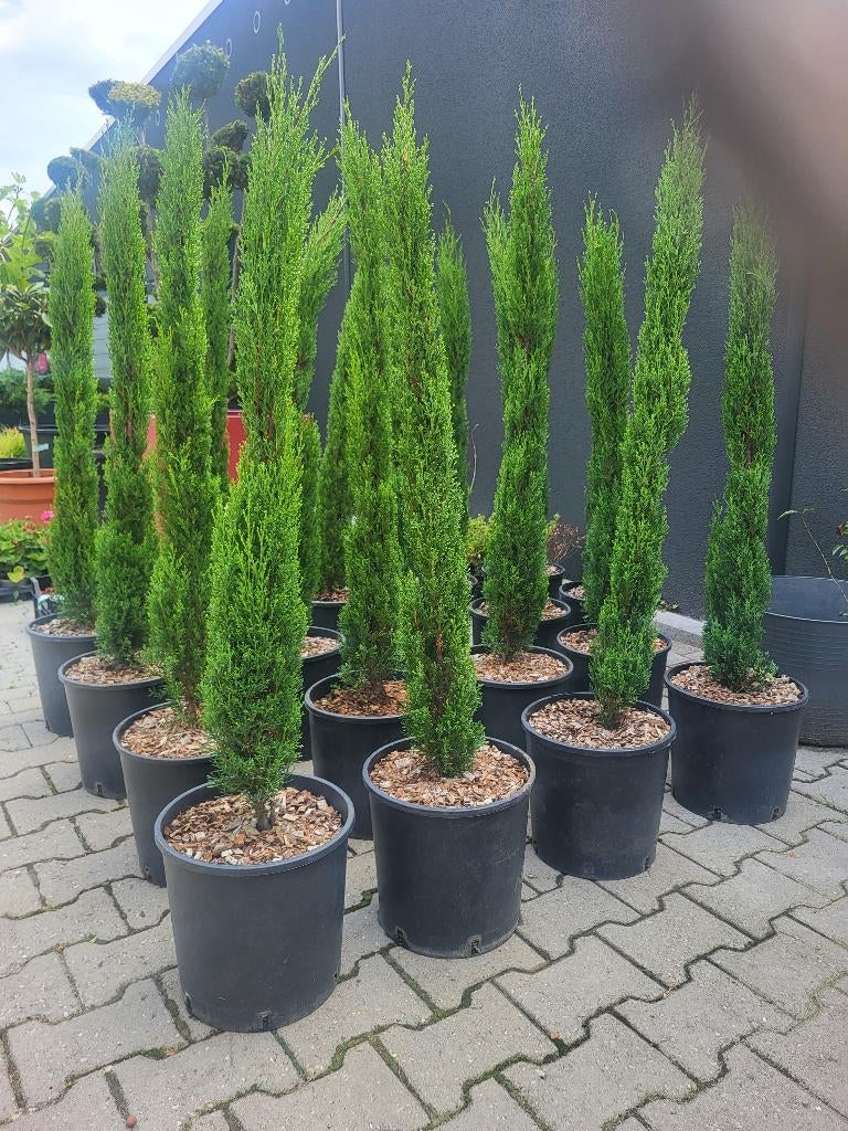 Cupressus sempervirens Totem, Tuin en Terras, Planten | Bomen, Bloeit niet, 100 tot 250 cm, Zuilboom, Ophalen
