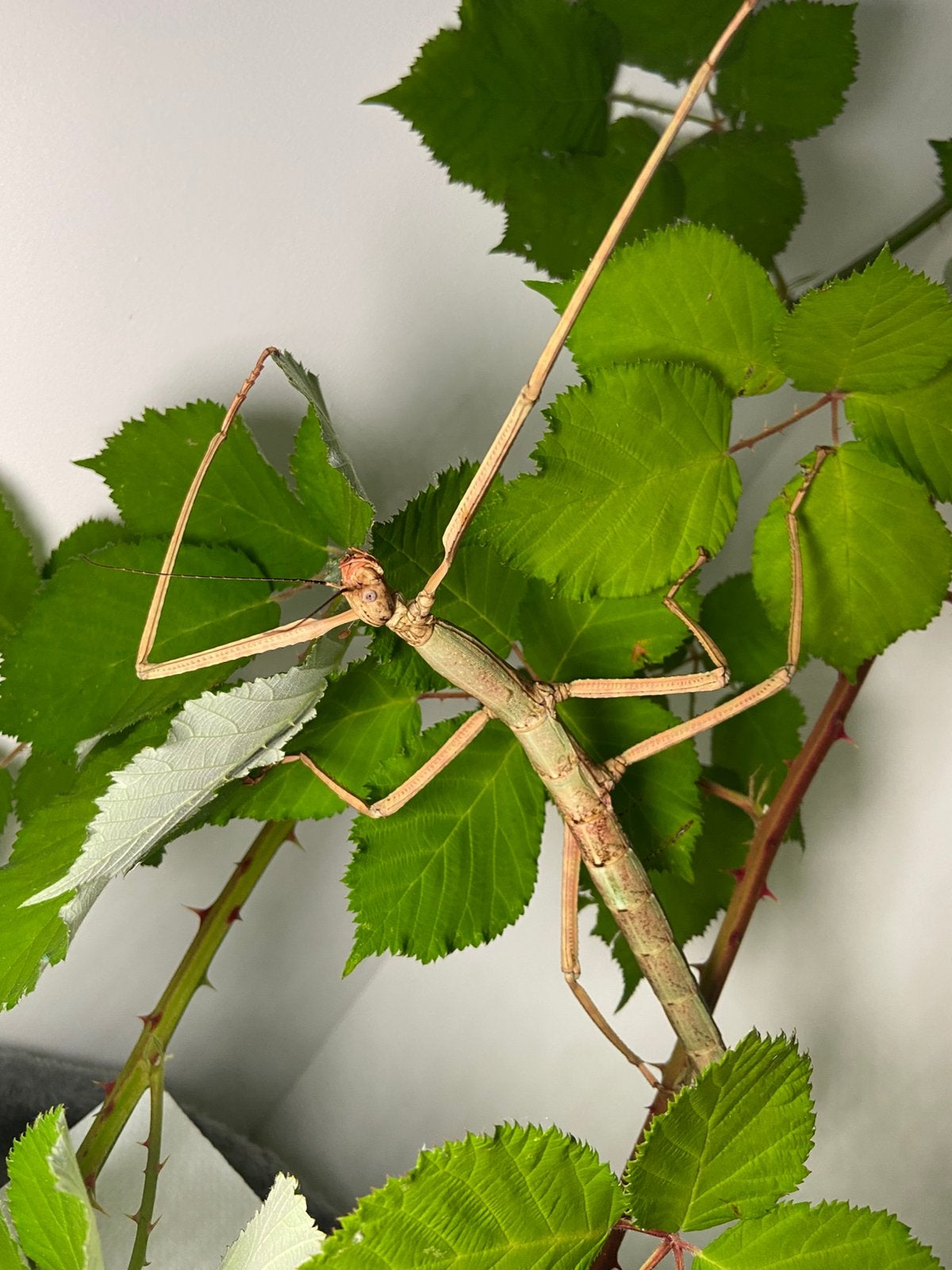 pharnacia ponderosa samar eitjes, Wandelende tak