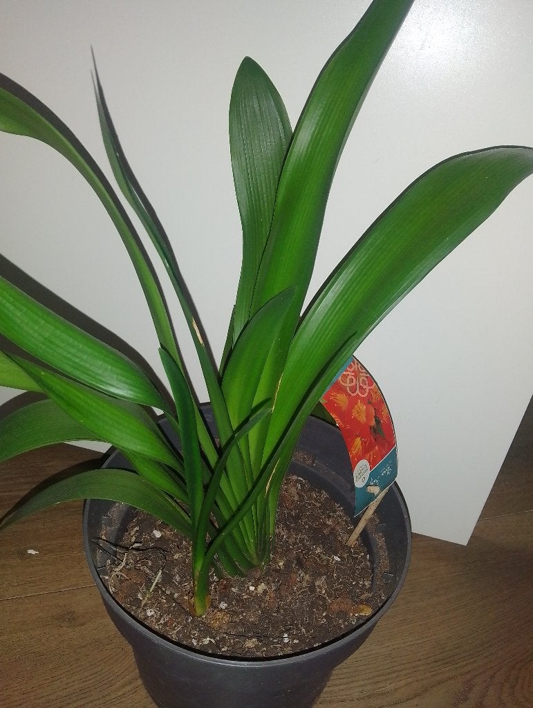Clivia, Ophalen, Halfschaduw, Minder dan 100 cm