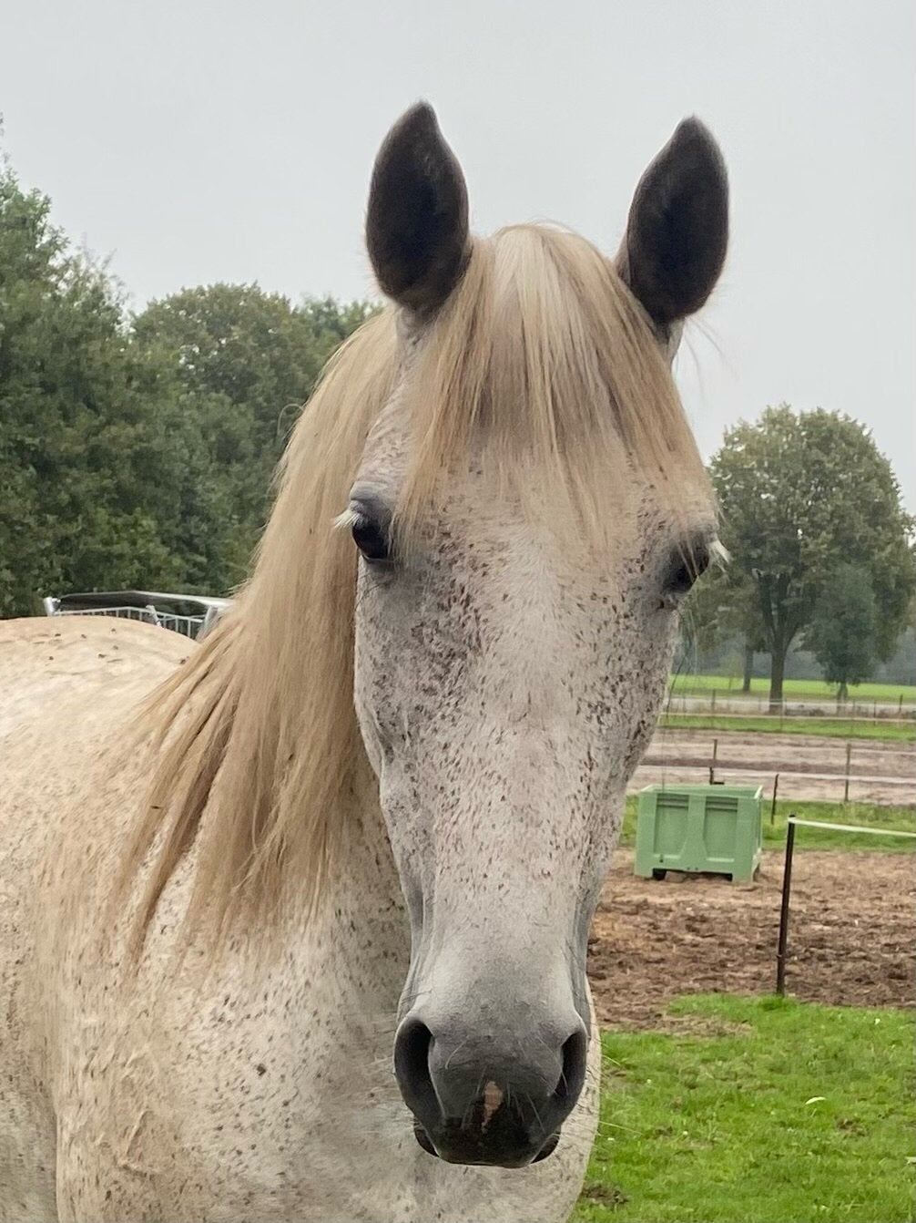 Lieve merrie, zeer geschikt als coachingpaard of weidemaatje, Niet van toepassing, 11 jaar of ouder, D pony (1.37m tot 1.48m)