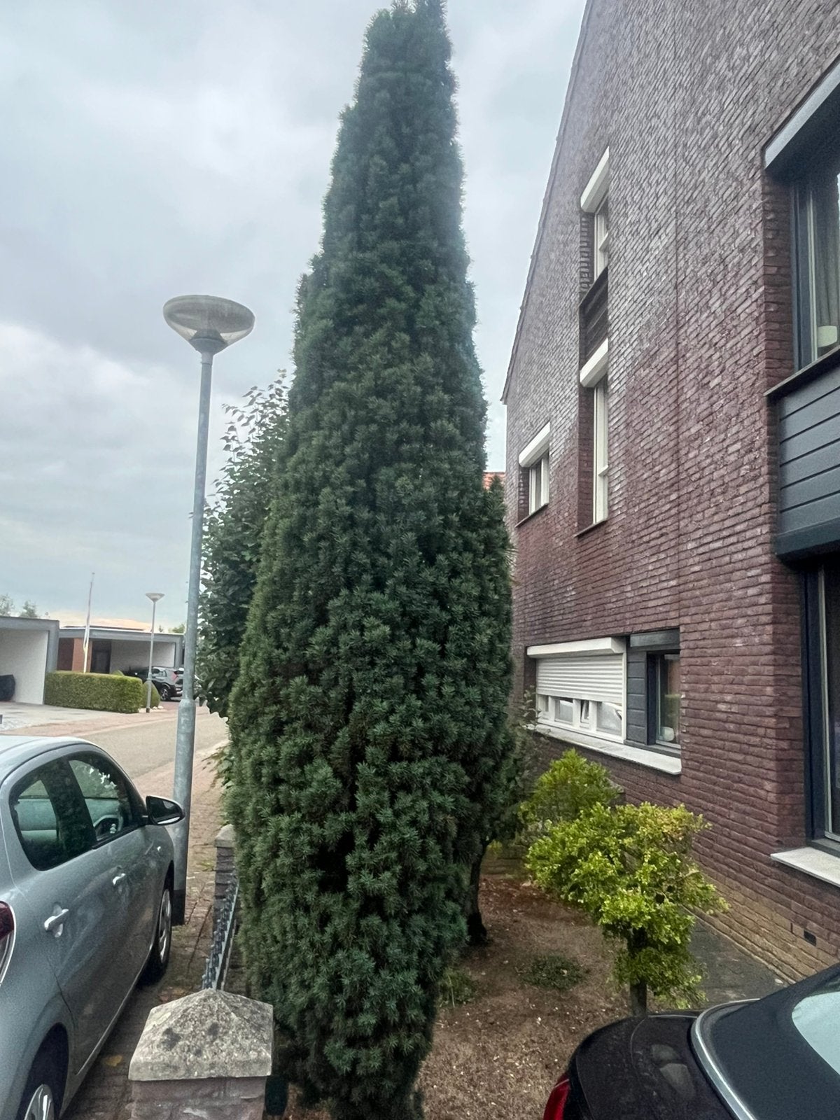 Taxus boom, Tuin en Terras, Planten | Bomen, Bloeit niet, Overige soorten, 250 tot 400 cm, Ophalen