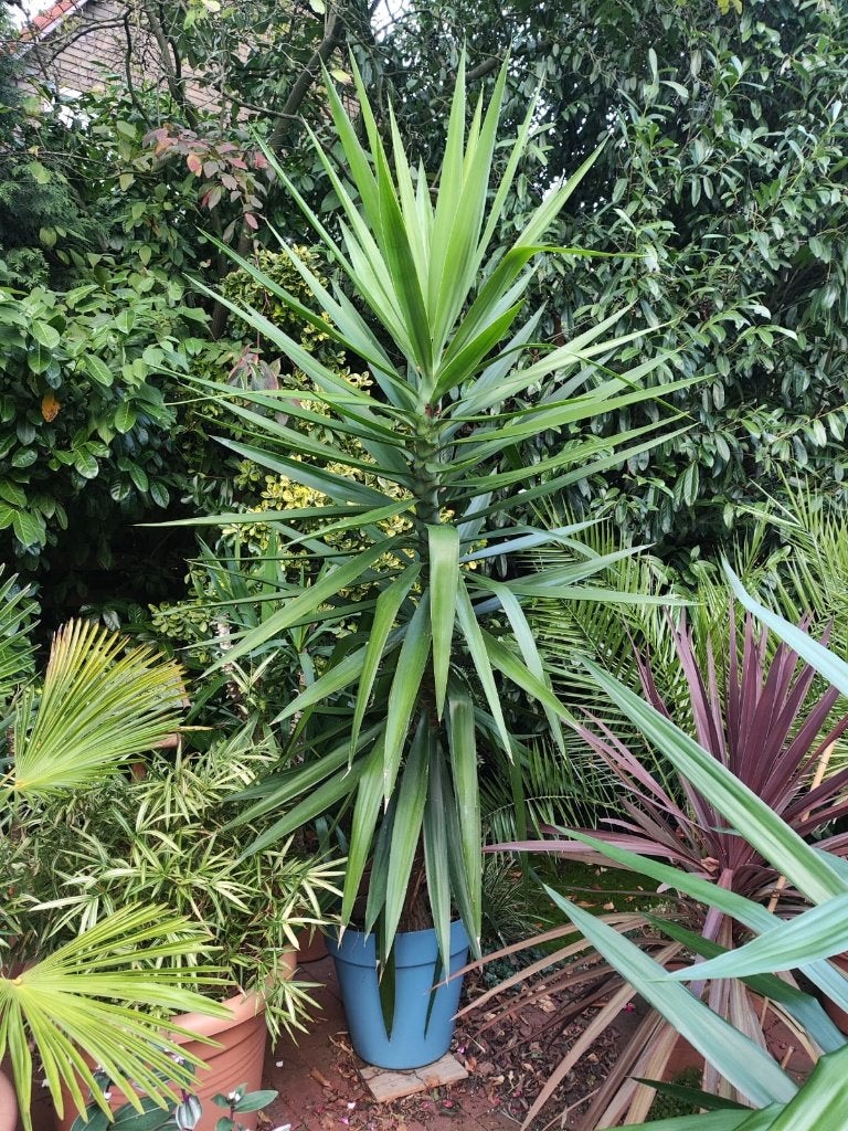 Stijlvolle grote yucca 2.50m hoog (kamerplant), Huis en Inrichting, Ophalen, 200 cm of meer, Halfschaduw, In pot