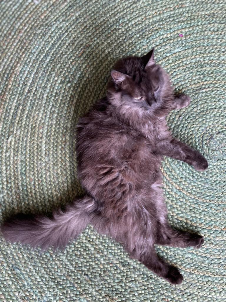 Senior female cat for adoption, Dieren en Toebehoren, Poes, Langharig, 6 jaar of ouder