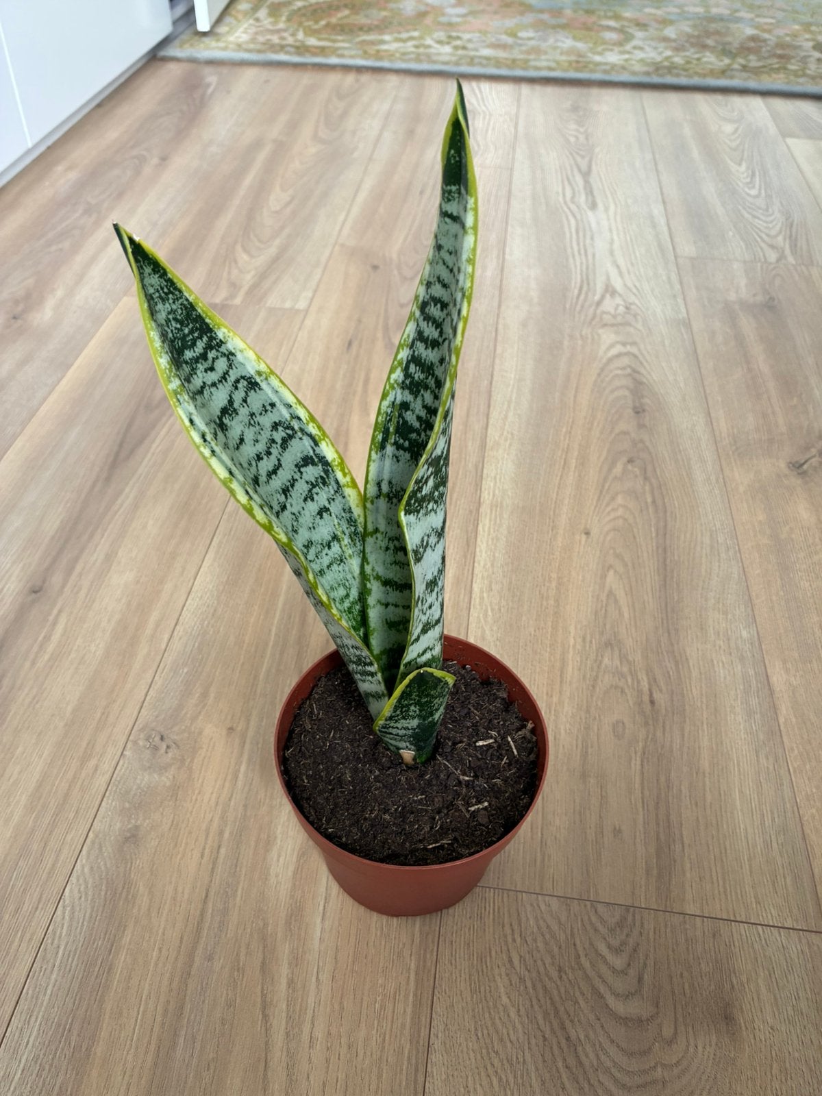 Mooie jonge sansevieria, Ophalen, Vetplant, Halfschaduw, In pot