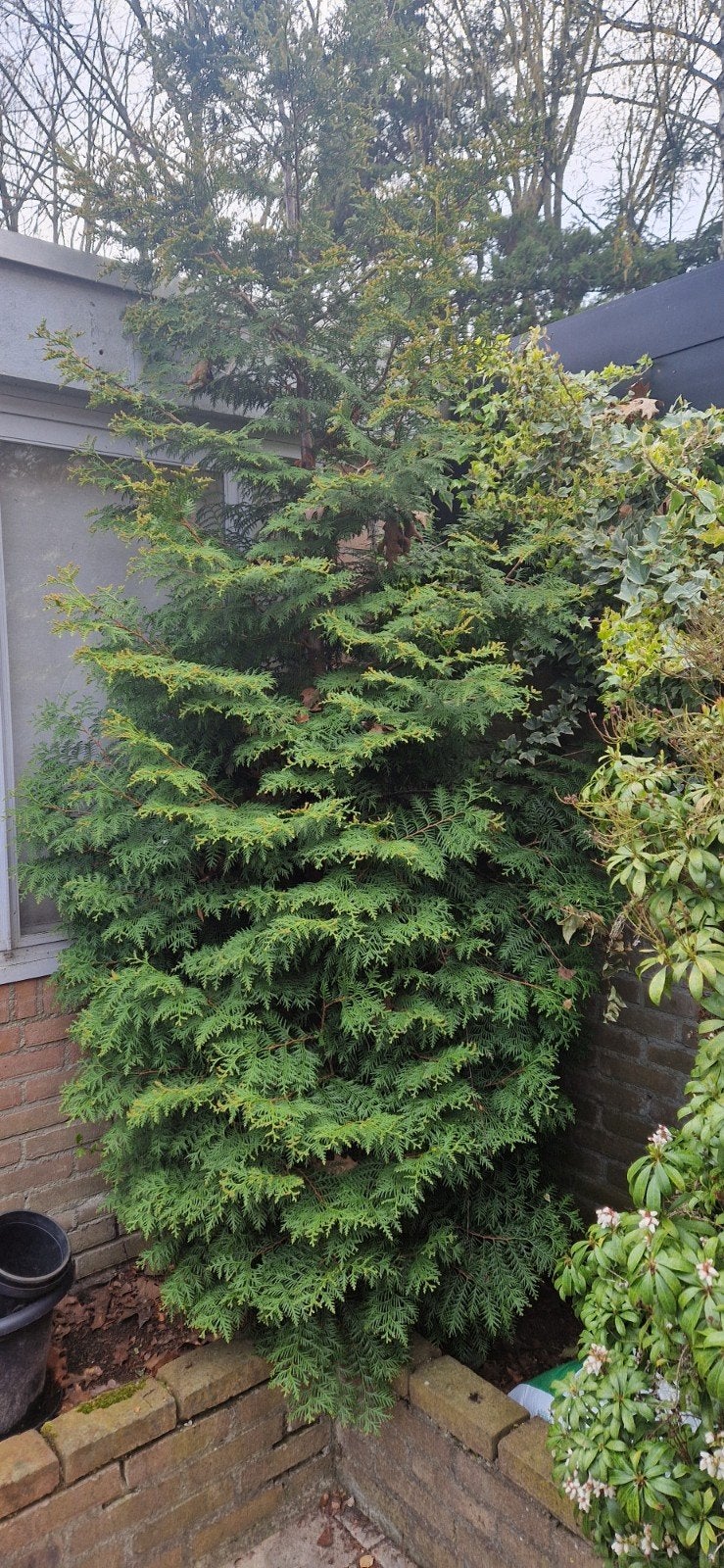 2 coniferen, zeker 3 meter hoog, Ophalen