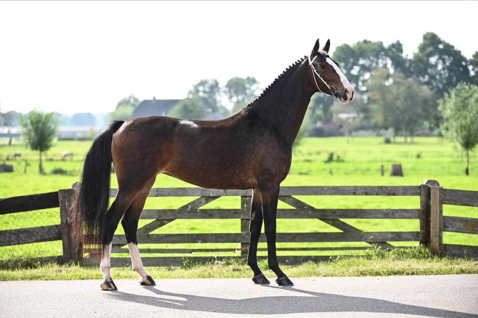Tuigpaard merrie te koop, Dieren en Toebehoren, Merrie, Met stamboom, 3 tot 6 jaar, Onbeleerd