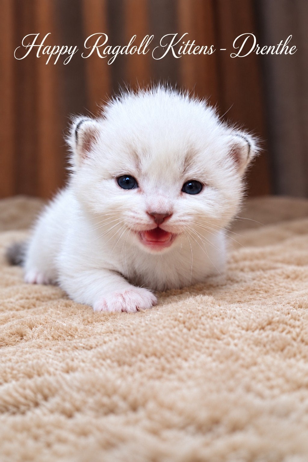 Aankondiging Ragdoll twee nestjes - drie!, Meerdere dieren, Ontwormd, 0 tot 2 jaar