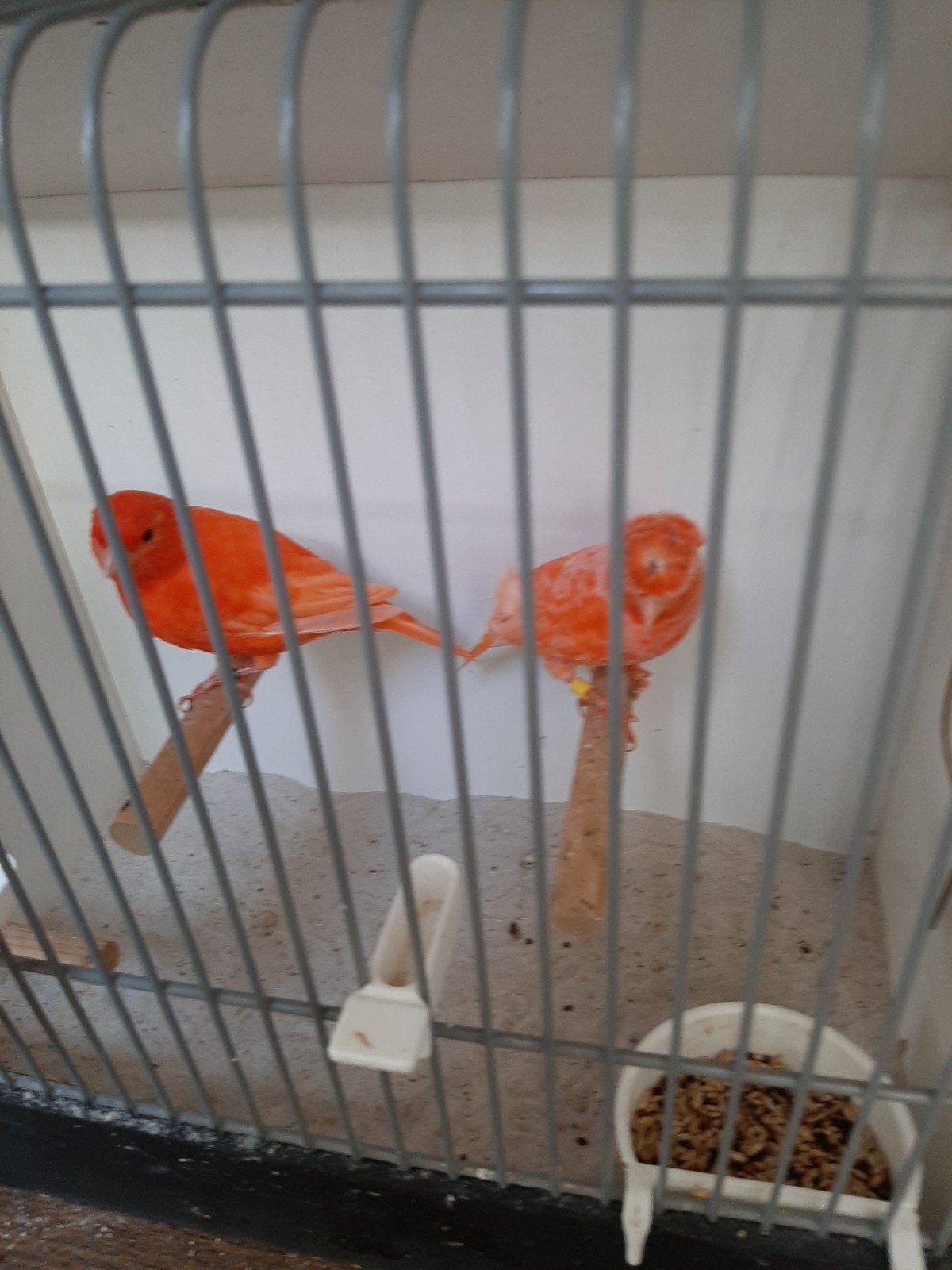 KUIF ROOD VETSTOF KUIF., Dieren en Toebehoren, Meerdere dieren, Kleurkanarie