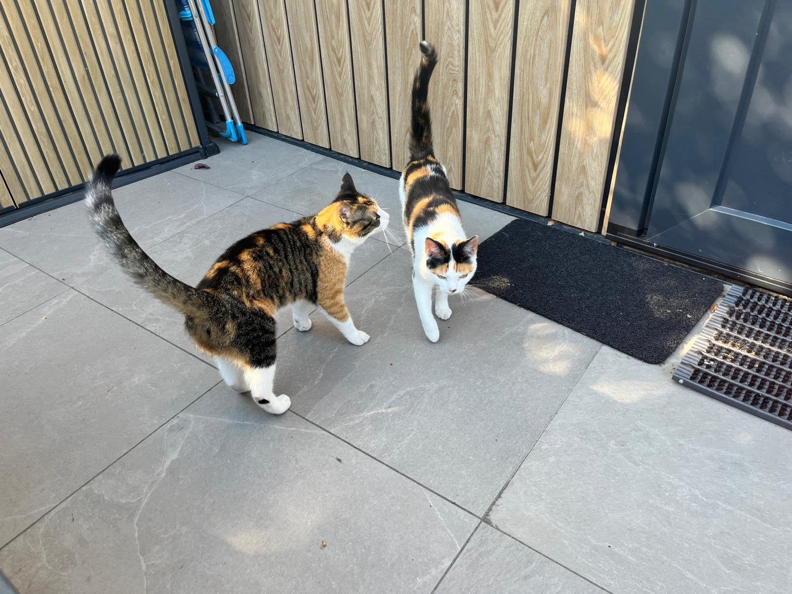 Lief thuis gezocht voor twee poezen (moeder en dochter), Dieren en Toebehoren, Katten en Kittens | Overige Katten, Poes