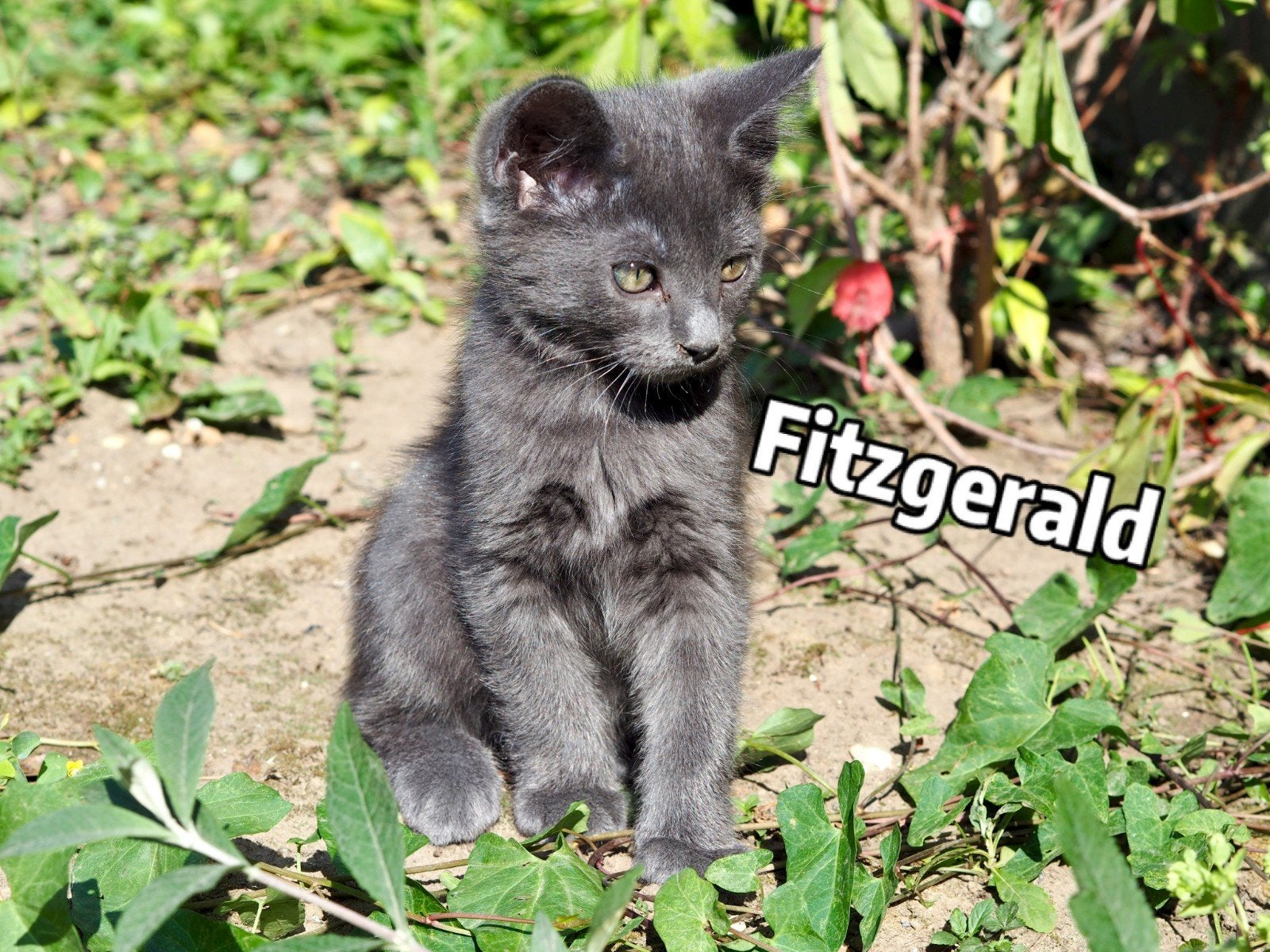 Super schattige  Ragdoll x Kittens ❤️ 5 katers 1 poes., Dieren en Toebehoren, Meerdere dieren, Langharig, 0 tot 2 jaar