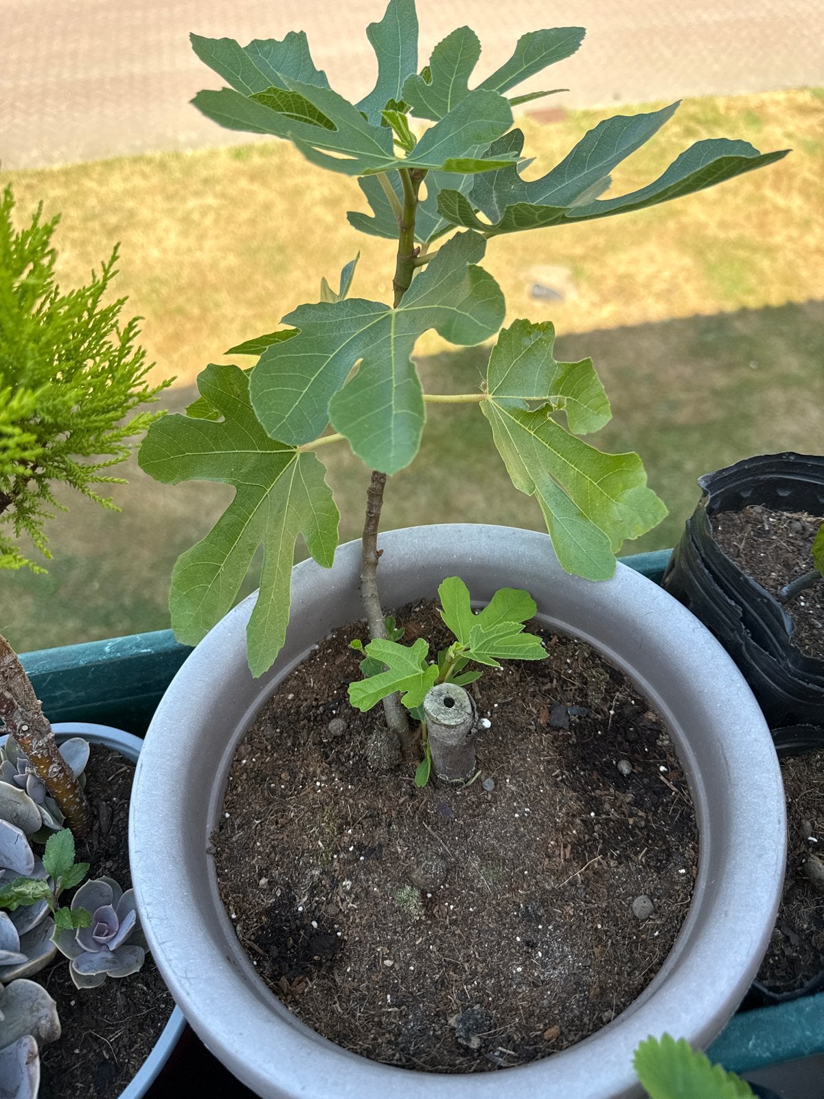 Jonge Vijgenboom - Ficus Carica, Tuin en Terras, Volle zon, Vaste plant, Ophalen of Verzenden, Zomer
