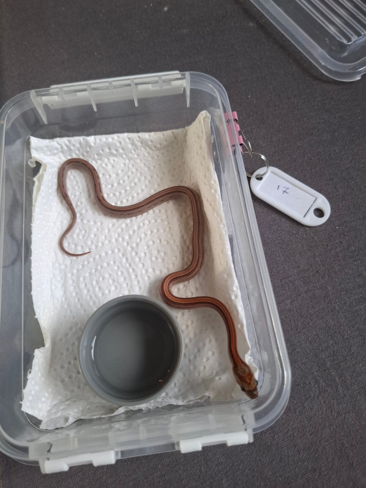 Rode rattenslangen zoeken nieuw thuis Corn Snake photo 18