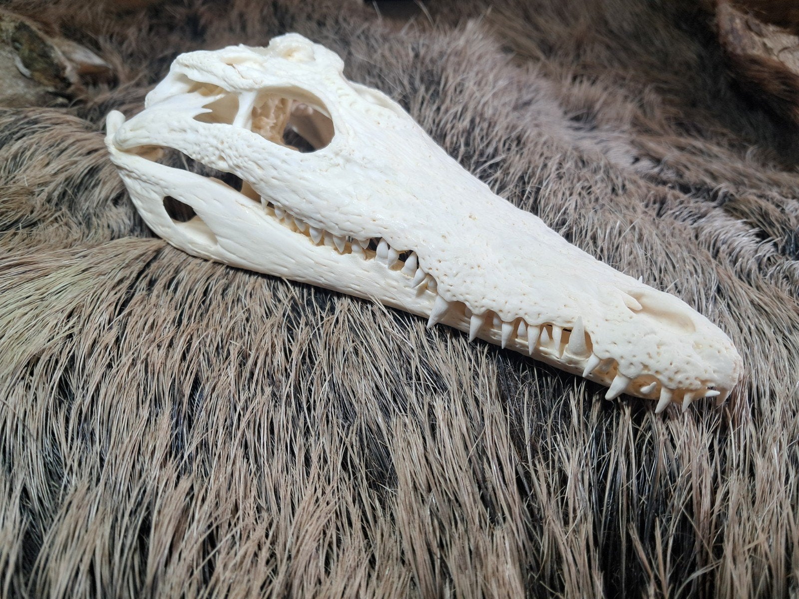 Nijlkrokodil schedel 25 cm met Cites papieren., Ophalen of Verzenden, Zo goed als nieuw, Wild dier, Schedel