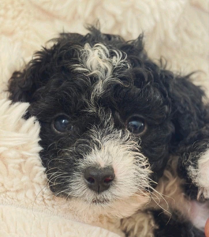 Aussiedoodle F1b pup reutje, Dieren en Toebehoren, Parvo, 8 tot 15 weken, Eén hond, Nederland