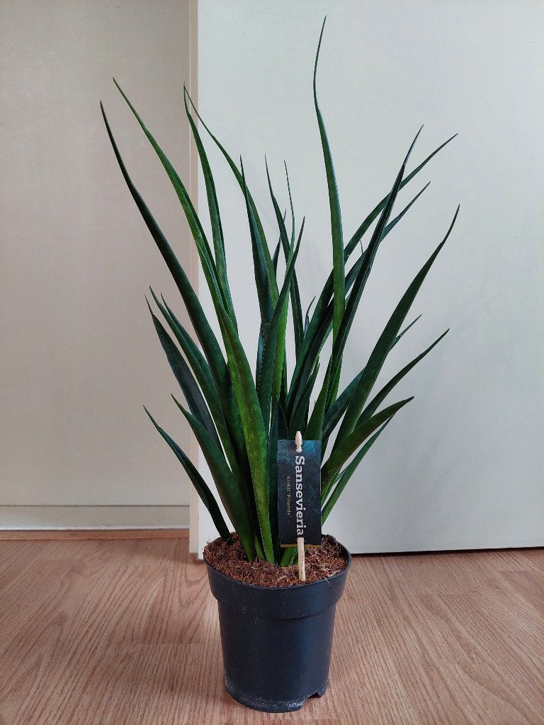 Sansevieria Kirkii Friends - Sanseveria/Vrouwentong H: 60 cm, Ophalen, Vetplant, Halfschaduw, Minder dan 100 cm