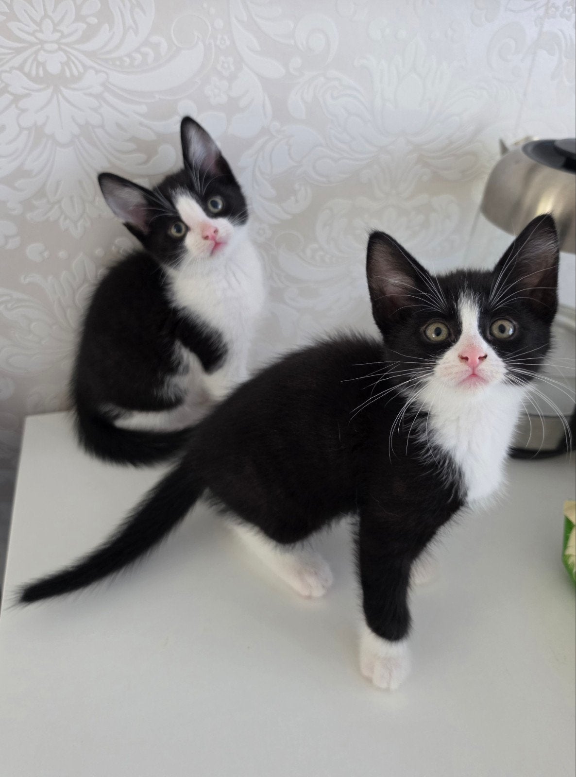 Super lieve en schattig kittens Europese korthaar, Dieren en Toebehoren