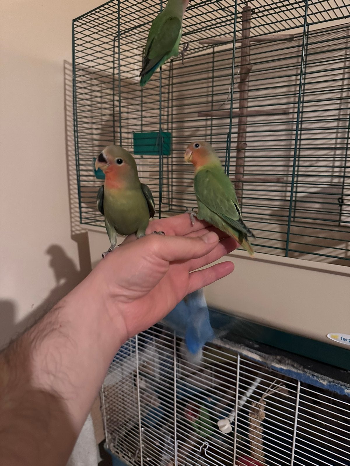 Mooie  3 Agapornis Roseicollis te koop, Geslacht onbekend, Dwergpapegaai of Agapornis, Tam