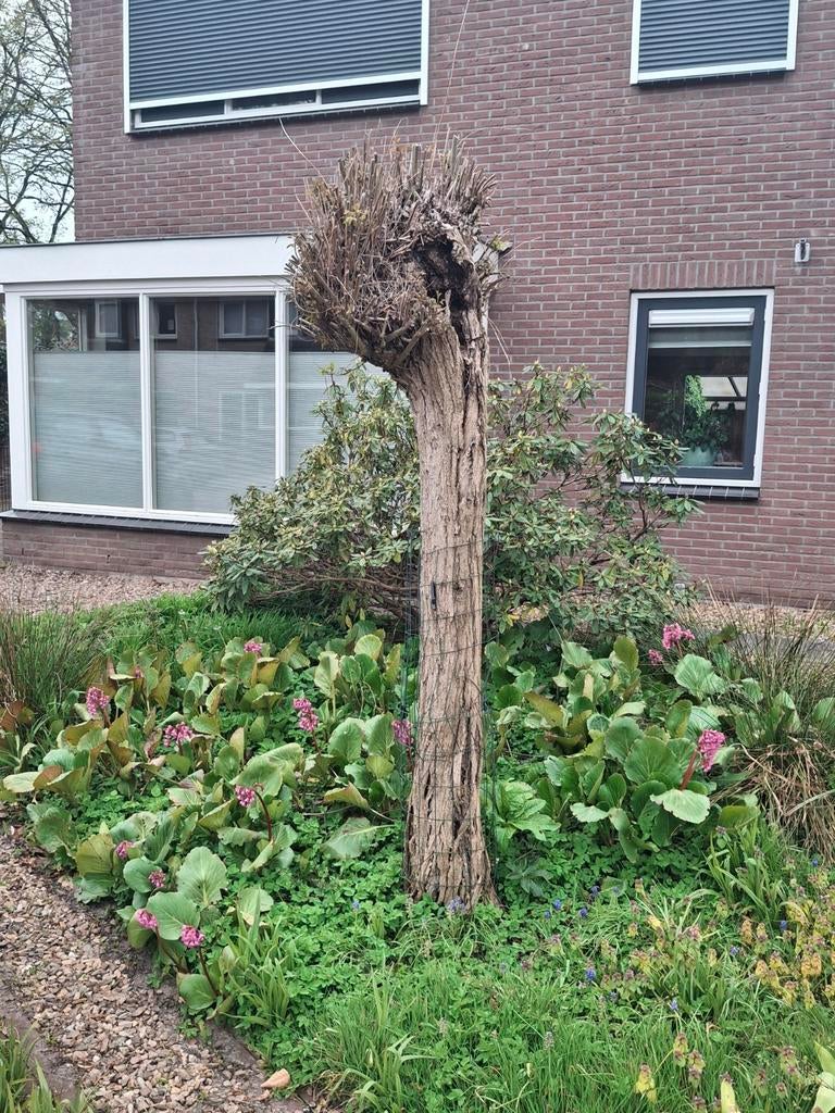Knotwilg te koop, Tuin en Terras, Planten | Bomen, Ophalen, Volle zon, Overige soorten