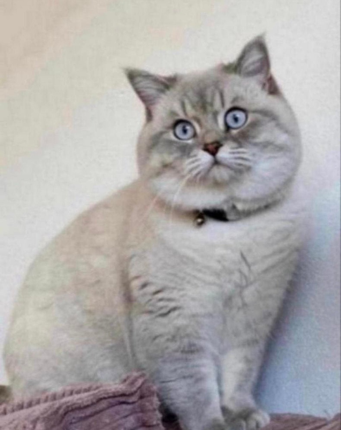 DEKKATER Britse korthaar, Kater