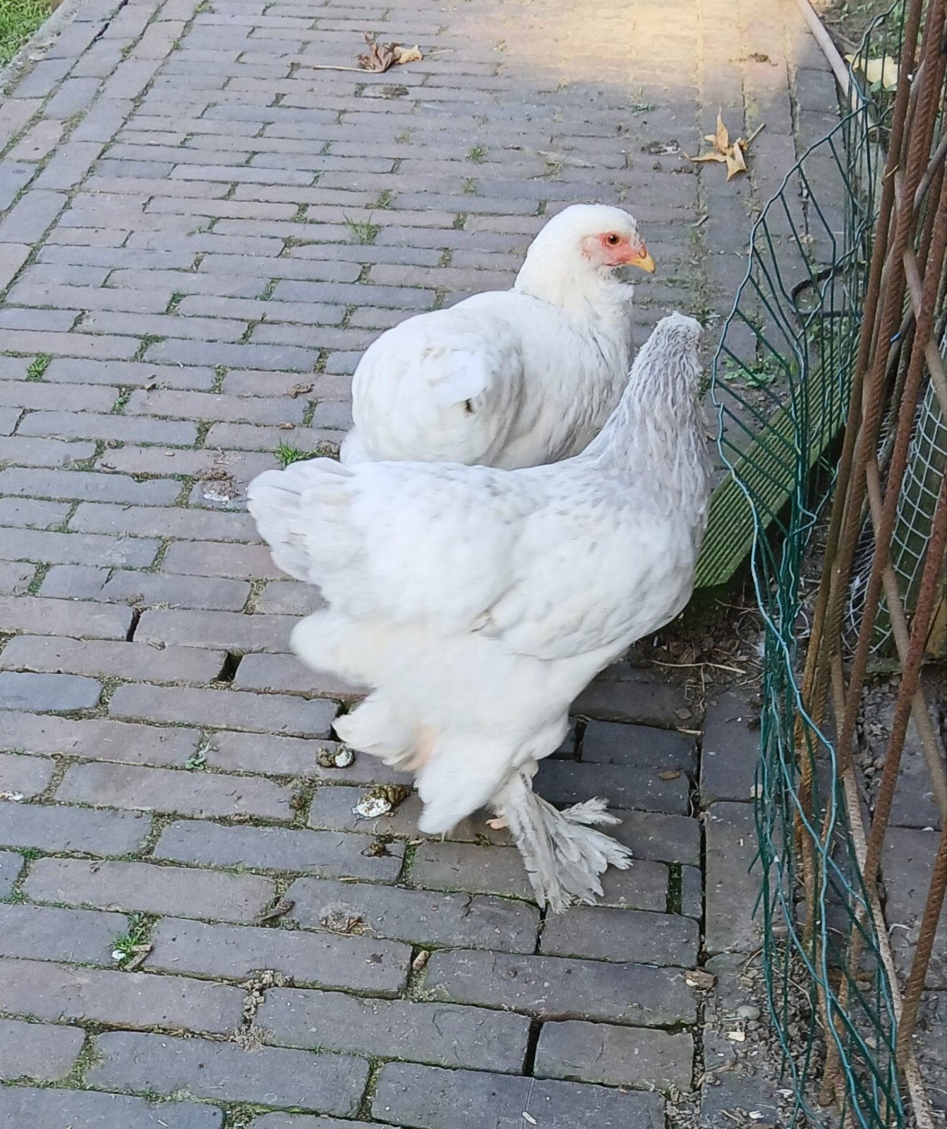 2 mooie brahma hennen, Dieren en Toebehoren, Vrouwelijk, Kip