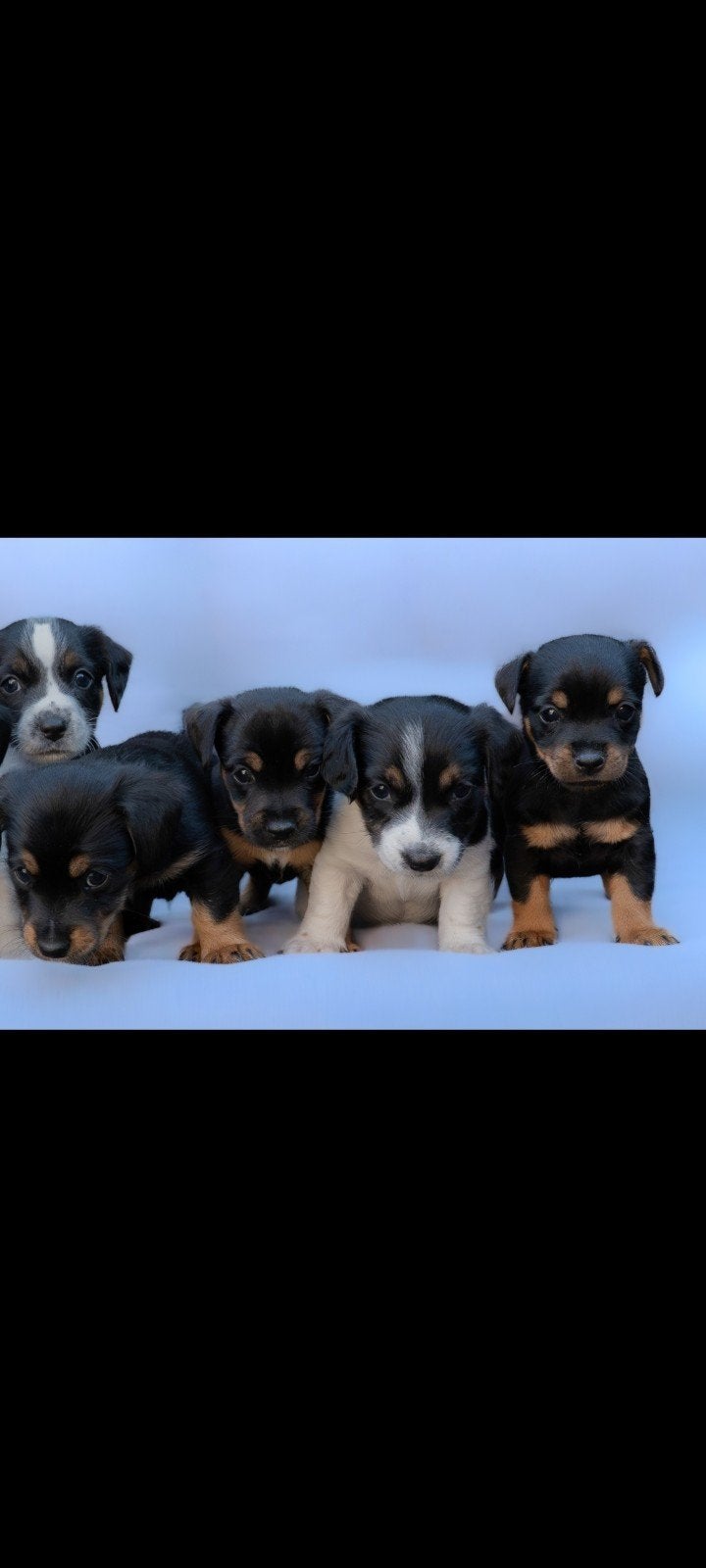 Schattige Jack Russel puppy's klaar voor nieuw leven..., Dieren en Toebehoren, Honden | Jack Russells en Terriërs, Meerdere dieren