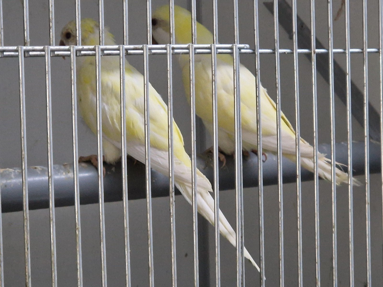 koppel muisparkieten crème ino, Meerdere dieren, Parkiet, Geringd