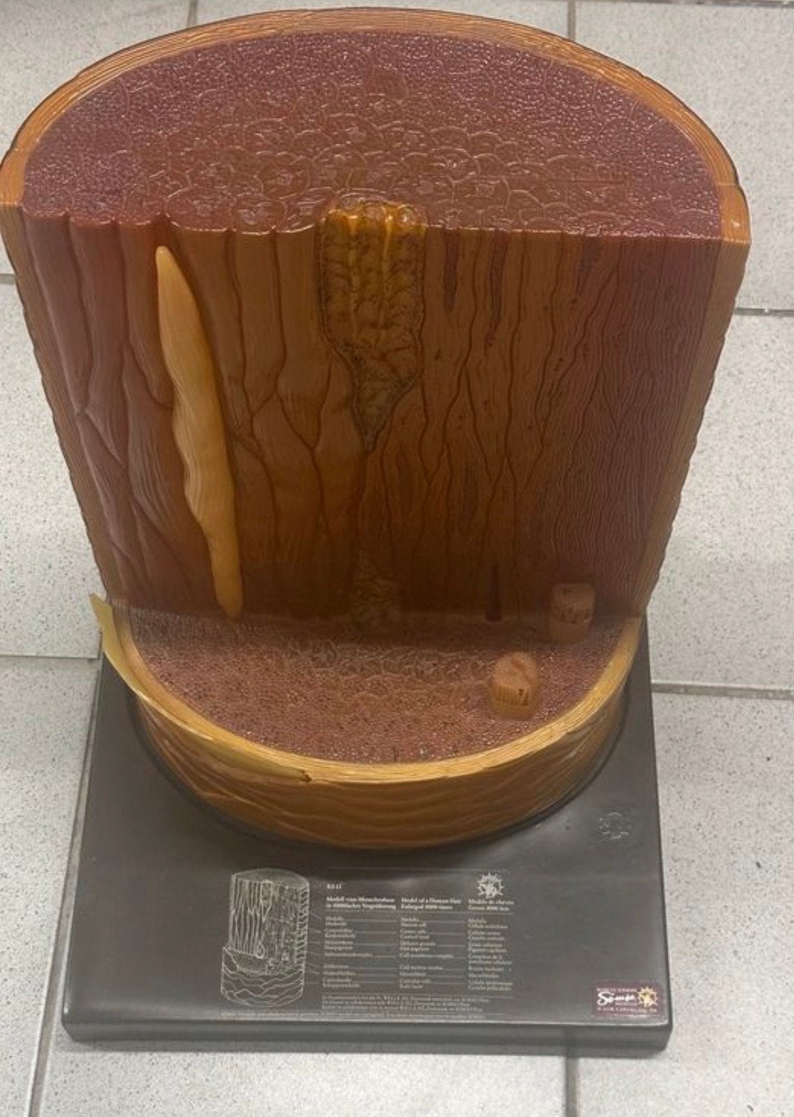 Somso anatomisch model anatomie haar mens 4000x vergroot, Ophalen of Verzenden