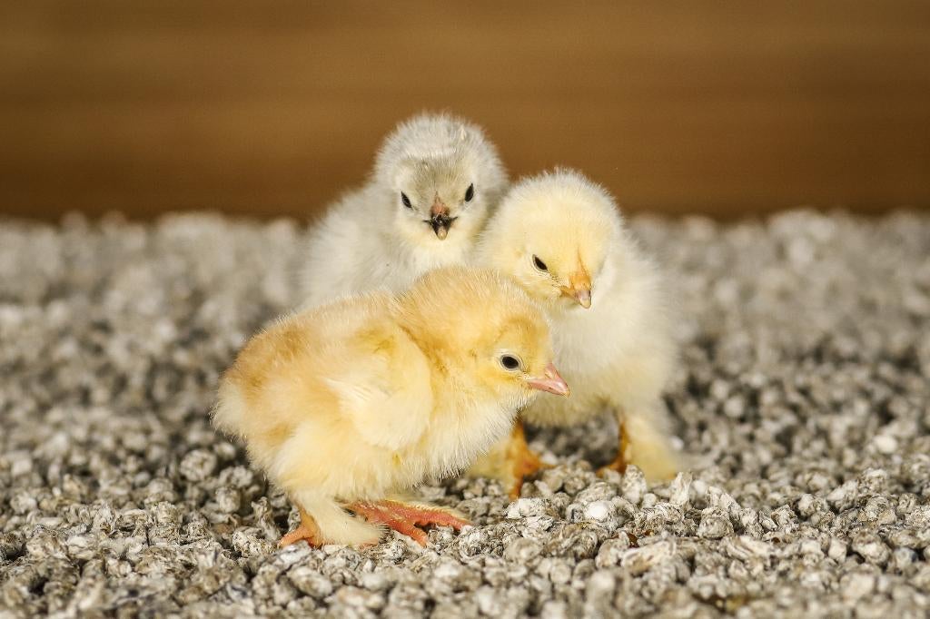 Brahma groot kippen kuikens | Gesekst en Ingeënt, Vrouwelijk, Kip
