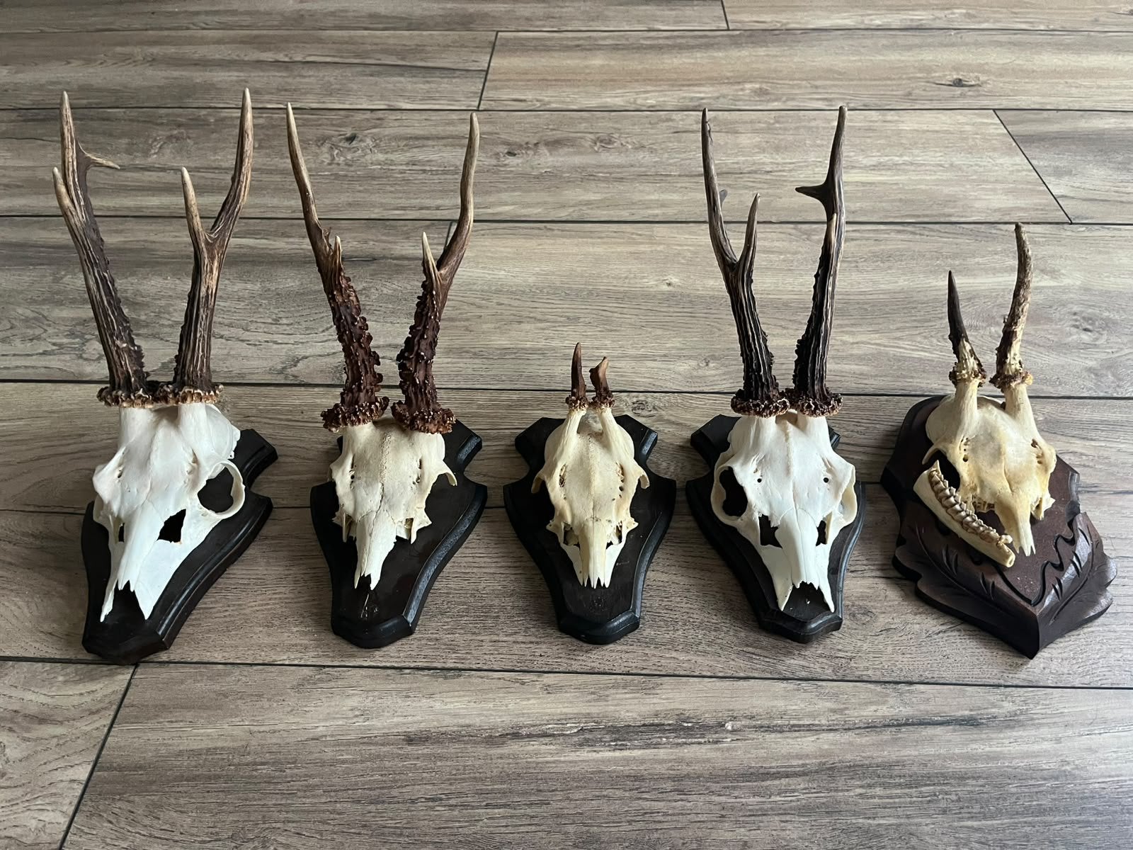 3. Ree kopjes gewei schedel jachttrofee opgezet 5 stuks, Ophalen of Verzenden, Zo goed als nieuw, Wild dier, Gewei of Kop
