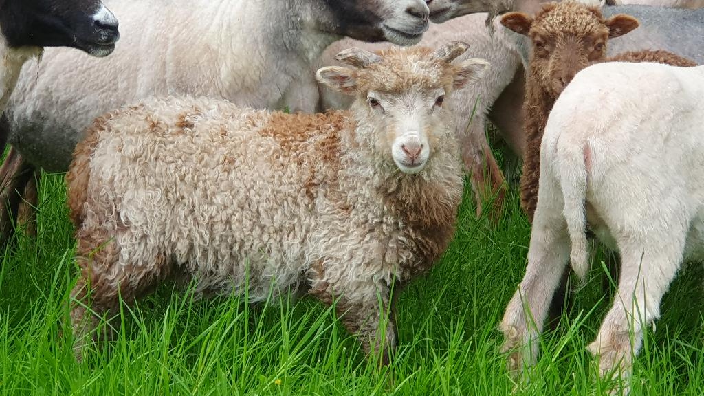 Skudde rammen, Dieren en Toebehoren, Schapen, Geiten en Varkens, Mannelijk, Schaap, 0 tot 2 jaar