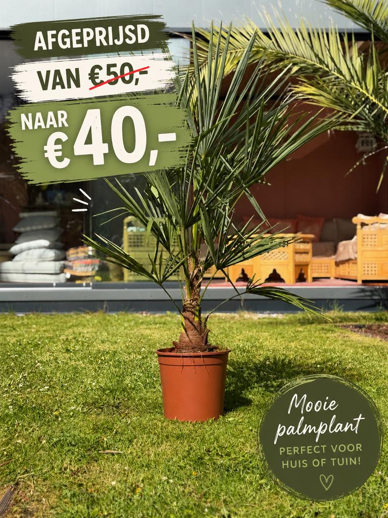 Palmboom winterhard actie, Tuin en Terras, Bloembollen en Zaden, Ophalen, Gehele jaar, Volle zon