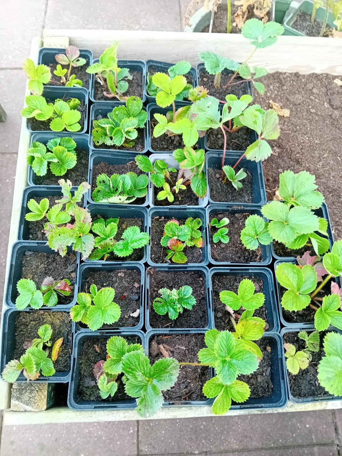 Aardbeienplantjes - Doordragend - Eigen oogst!, Ophalen, Volle zon, Vaste plant, Zomer
