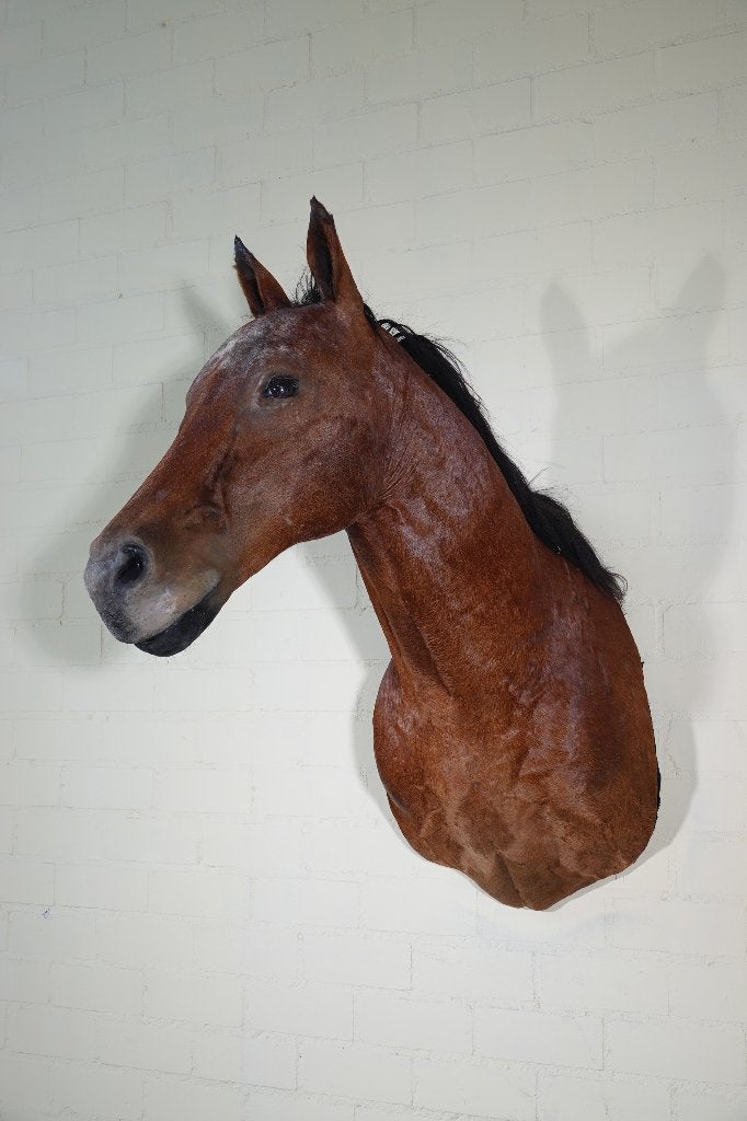 paard opgezet paard maffia taxidermy shouldermount, Ophalen, Zo goed als nieuw, Hert, Gewei of Kop