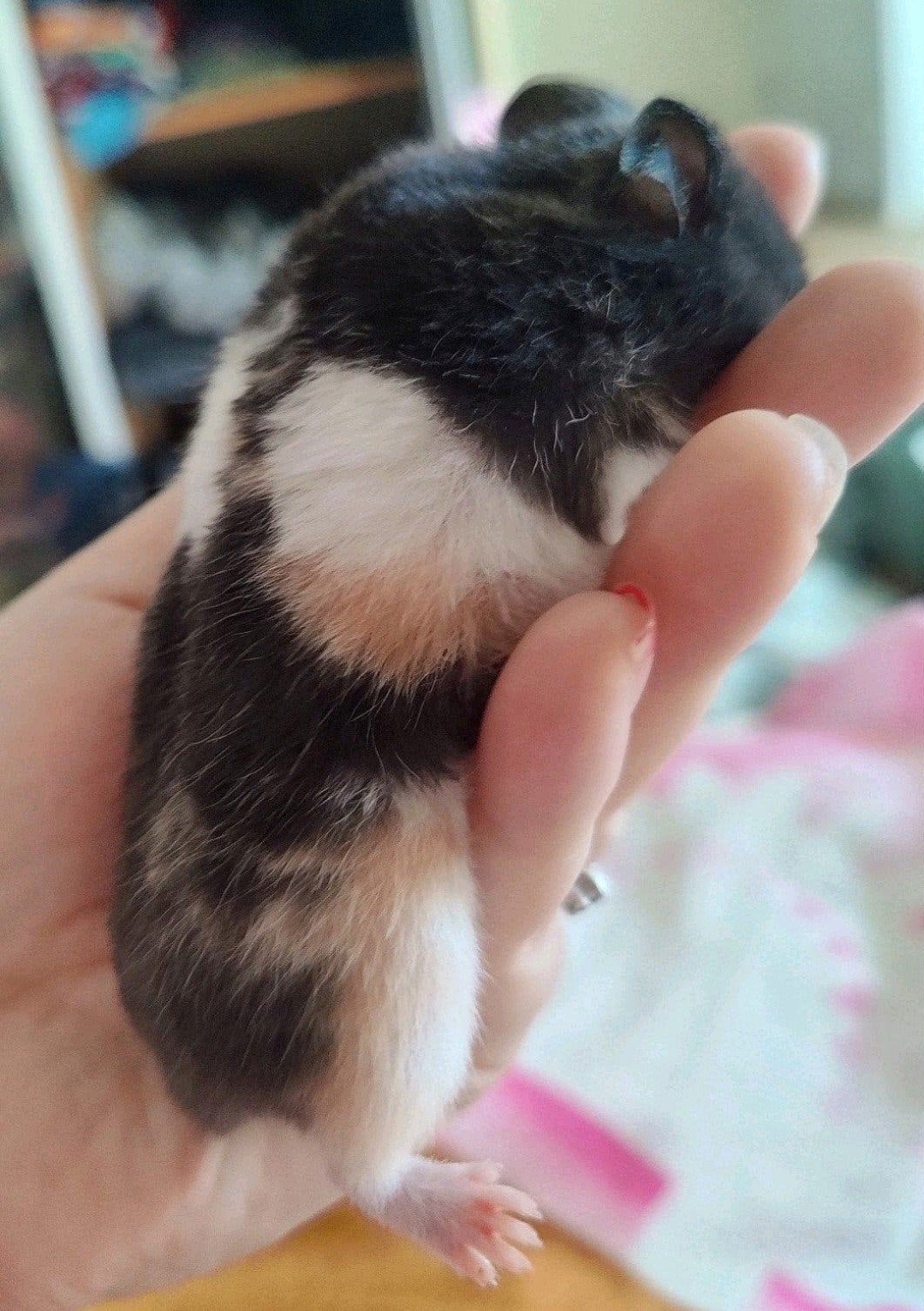 Lief zwart driekleur hamster baby vrouwtje, Dieren en Toebehoren, Augustus, Hamster, Tam