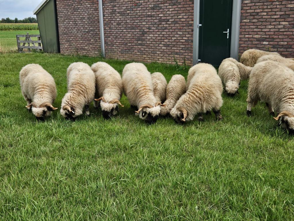 Walliser Schwarznase te koop, Dieren en Toebehoren, Vrouwelijk, Schaap