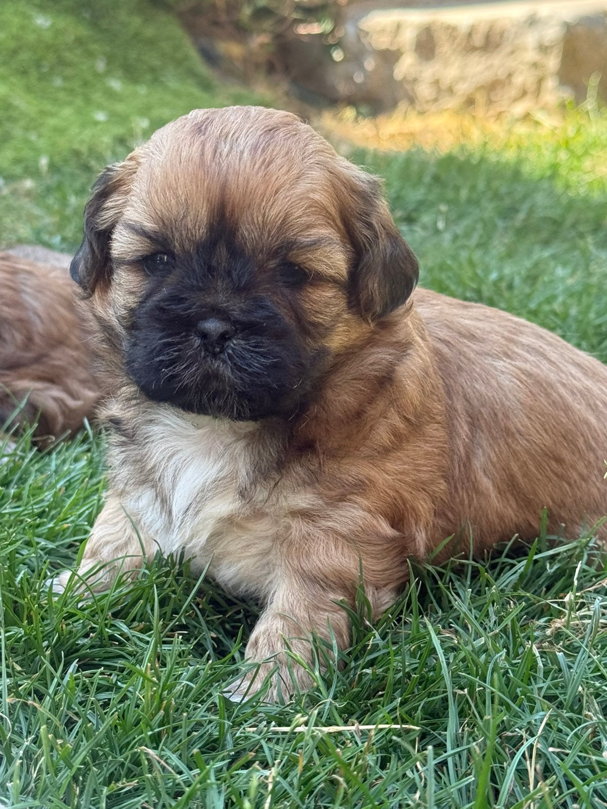 Lhasa apso pups, Parvo, Nederland, Overige rassen, 8 tot 15 weken