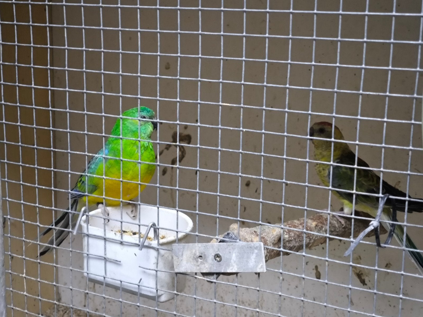 Koppel roodrugparkieten, Dieren en Toebehoren, Vogels | Parkieten en Papegaaien, Meerdere dieren, Parkiet, Tam