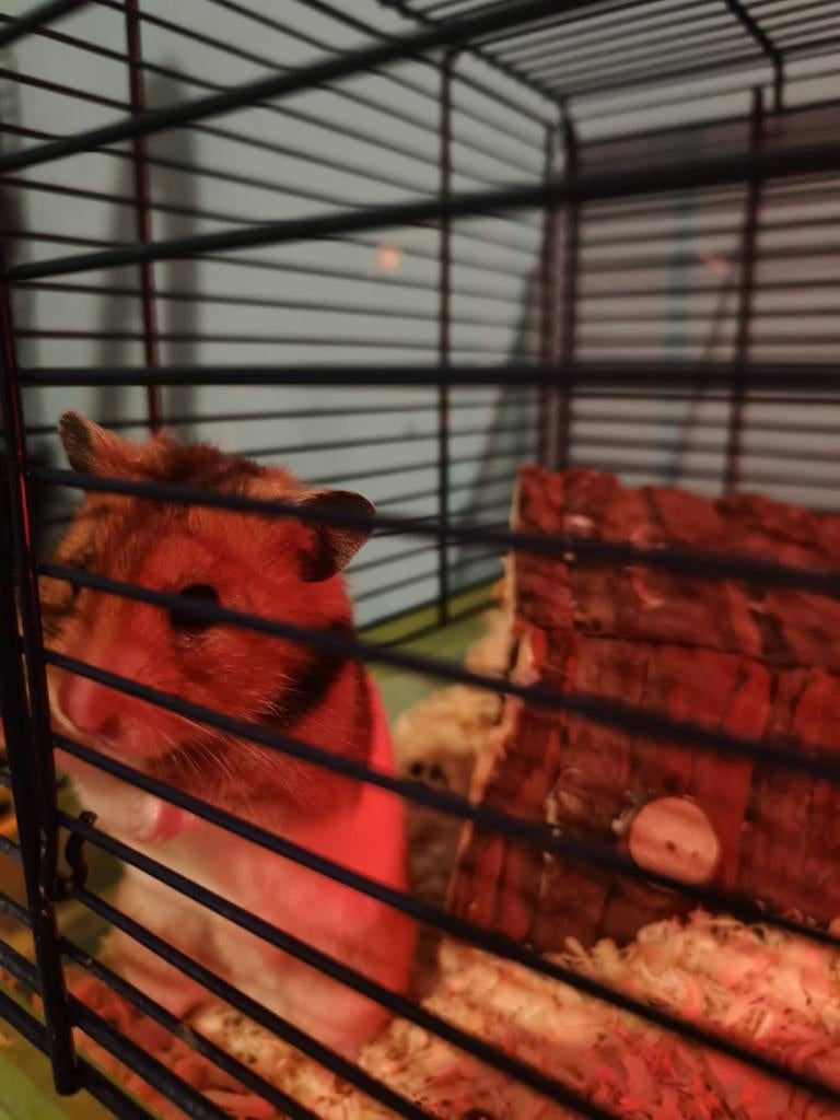 Goudhamstertje Lilo, Hamster, Maart, Vrouwelijk, Tam