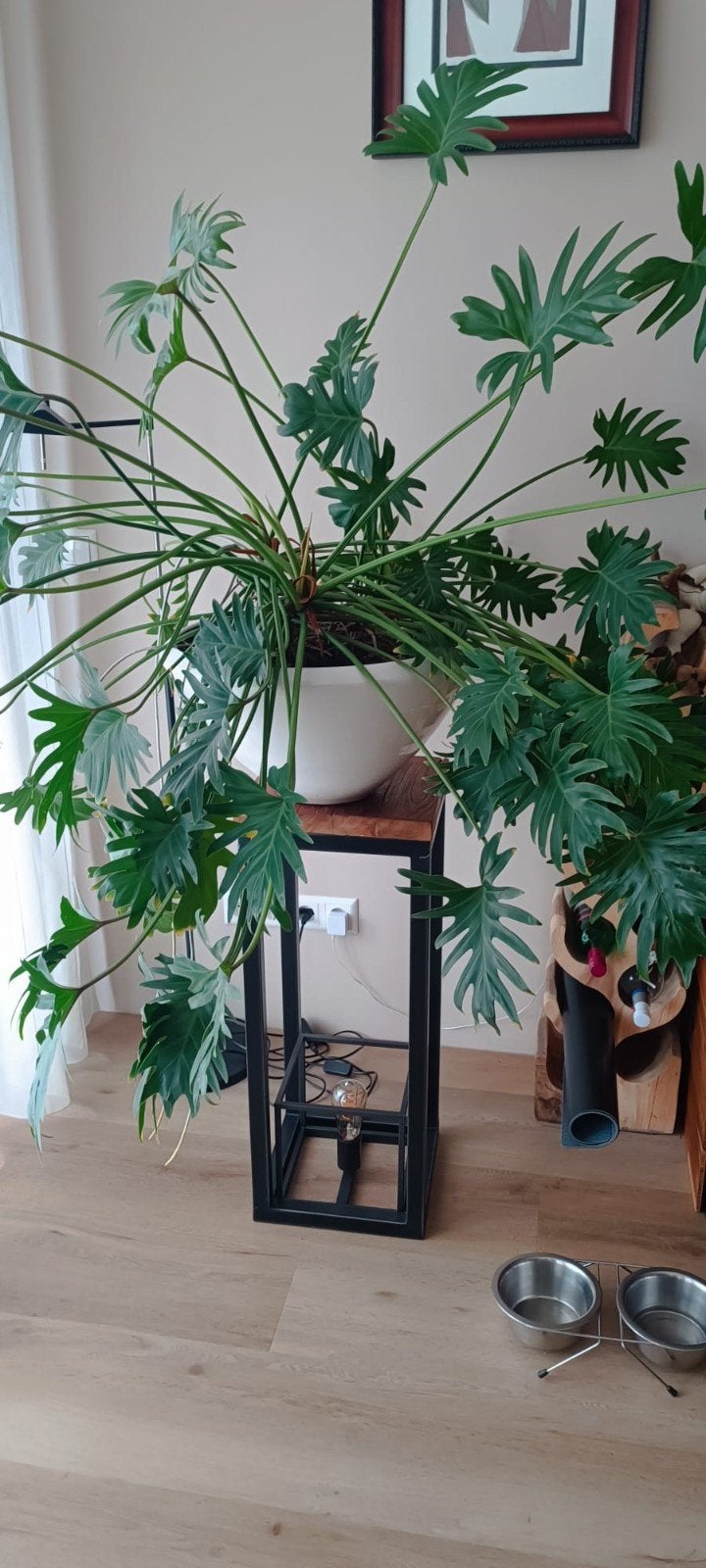 Kamerplant Philodendron, Huis en Inrichting, Kamerplanten, Overige soorten, Minder dan 100 cm, Groene kamerplant, Halfschaduw